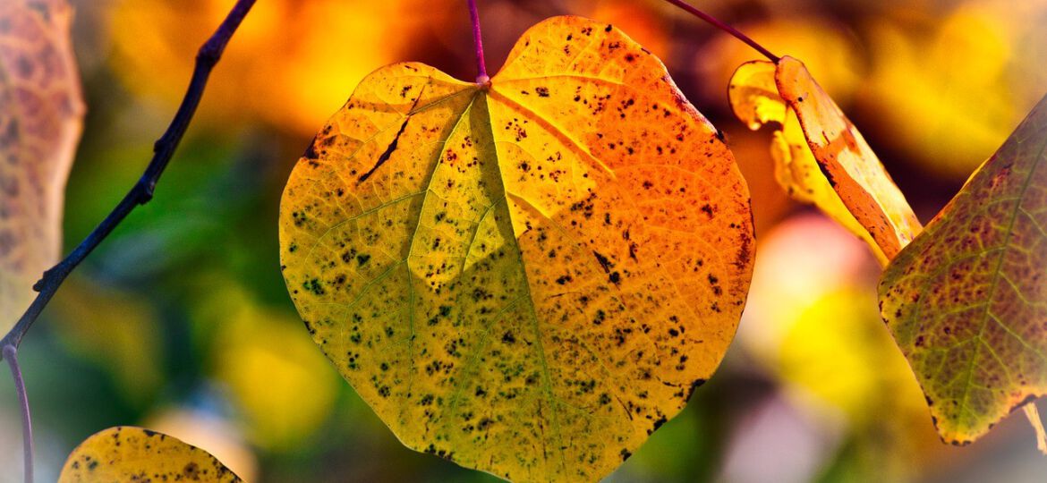 autumn-leaves-3813775_1280