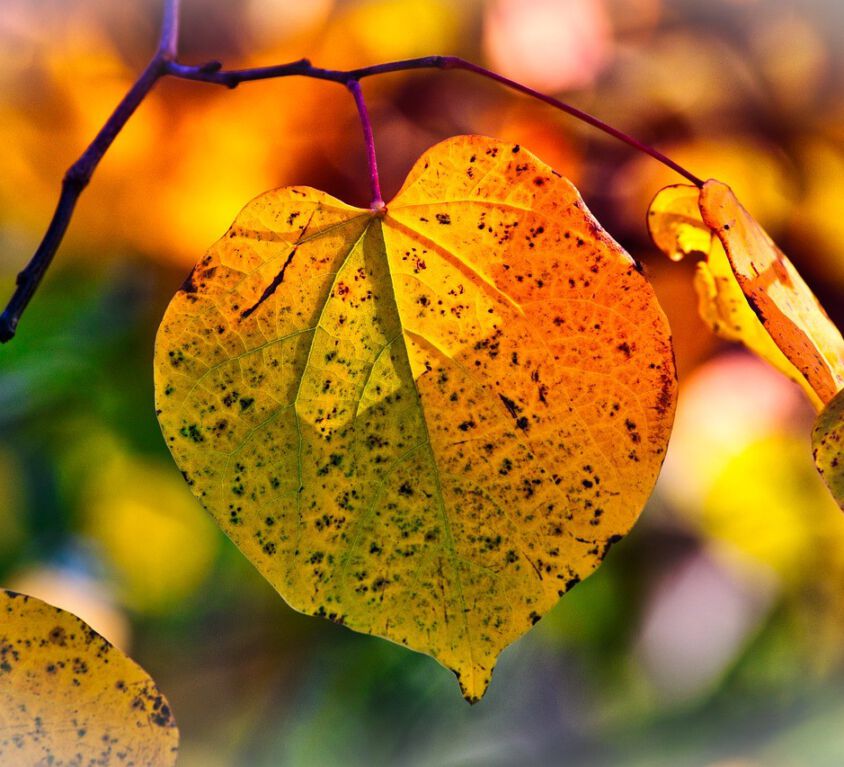 autumn-leaves-3813775_1280